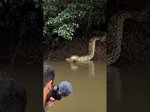 Un increíble viboron hecho por inteligencia artificial  #robot