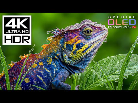 4K Video ULTRA HD