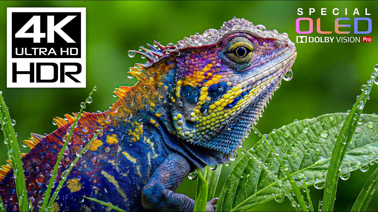 4K HDR 60FPS Dolby Vision TV for Relaxation 🌿