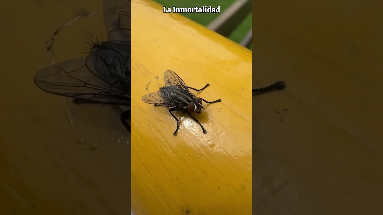 La Fascinante Vida de la Mosca 🪰