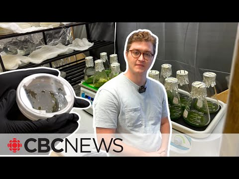 Could electric algae be a source of renewable energy?