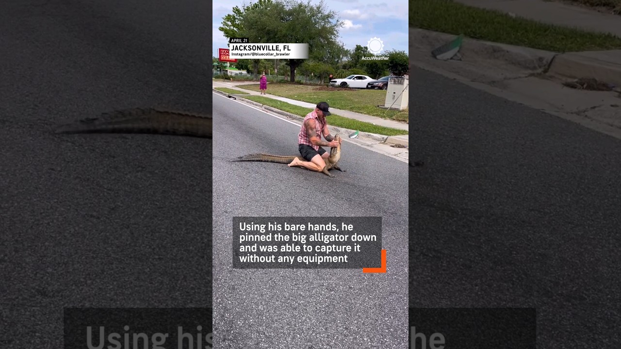 Florida Man Wrestles 8-Ft Alligator 🐊
