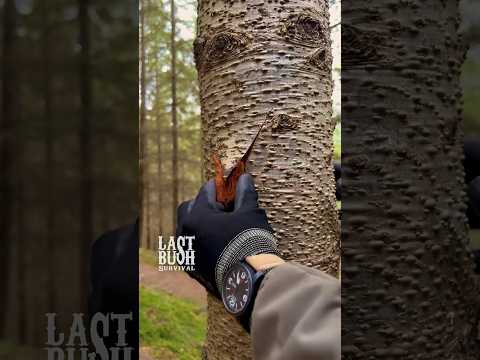 3 Survival Tips & Tricks You Must Know #survival #bushcraft #camping #lifehacks