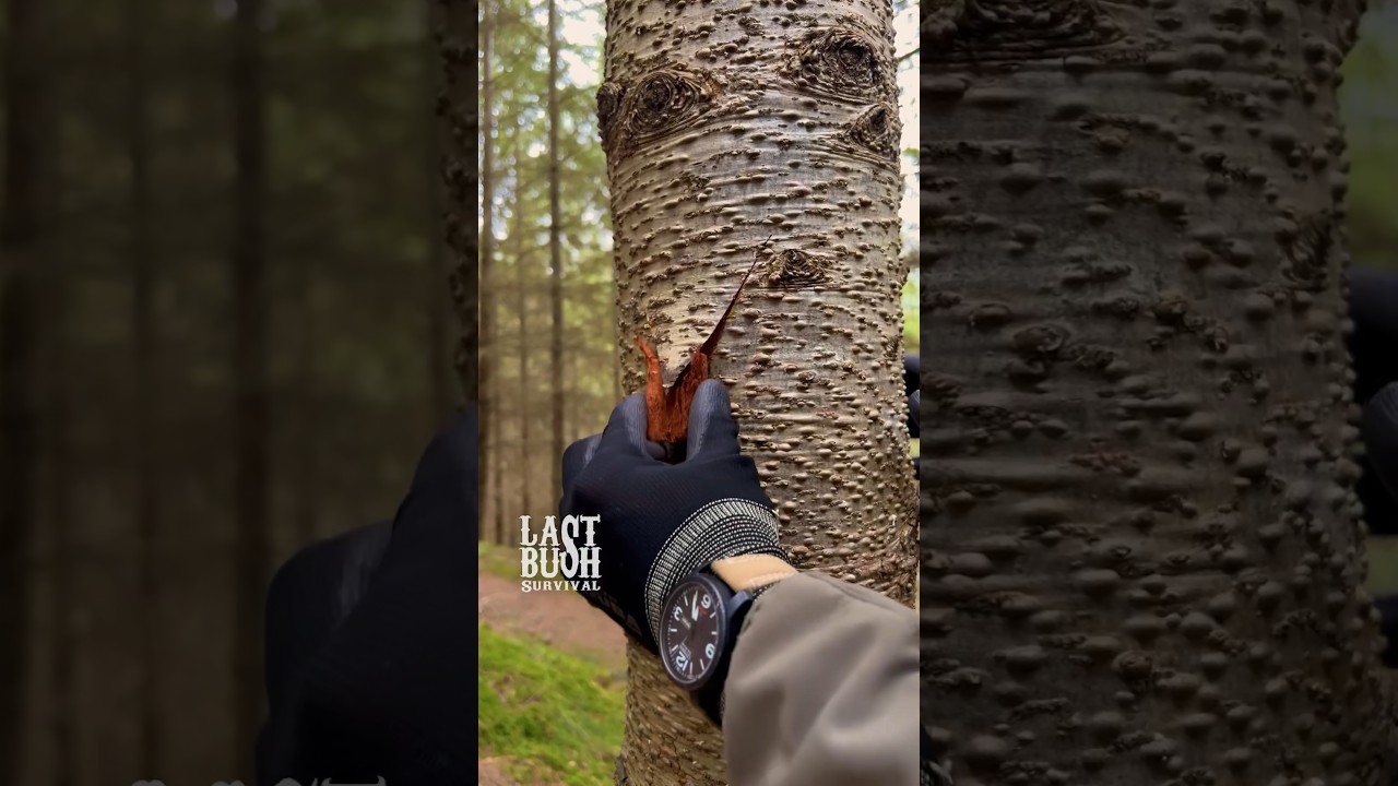 3 Top 3 Essential Survival Tips & Tricks for Outdoor Adventures ๐๏ธ