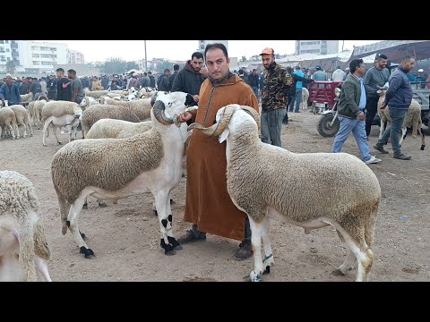 مباشرة من أحد فاس 26/10/2025 أثمنة الخروف الكسابي والحولي والنعجة والخروفة فرجة ممتعة