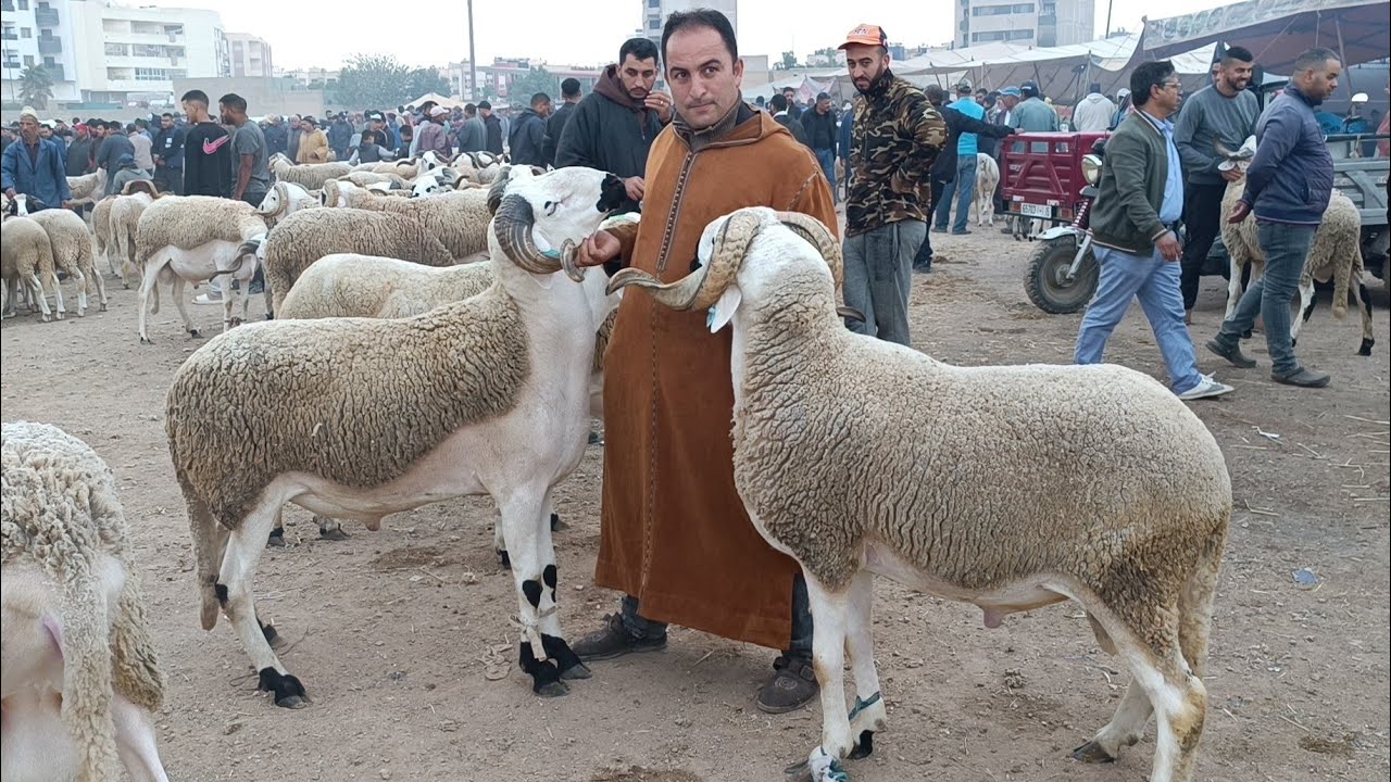 أسعار الخراف والماعز في سوق فاس اليوم 🐑✨ | تحديث مباشر 26/10/2025