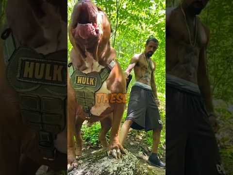 These 7 Dogs are made for  Love #facts #amazinganimals #ytshorts #dog