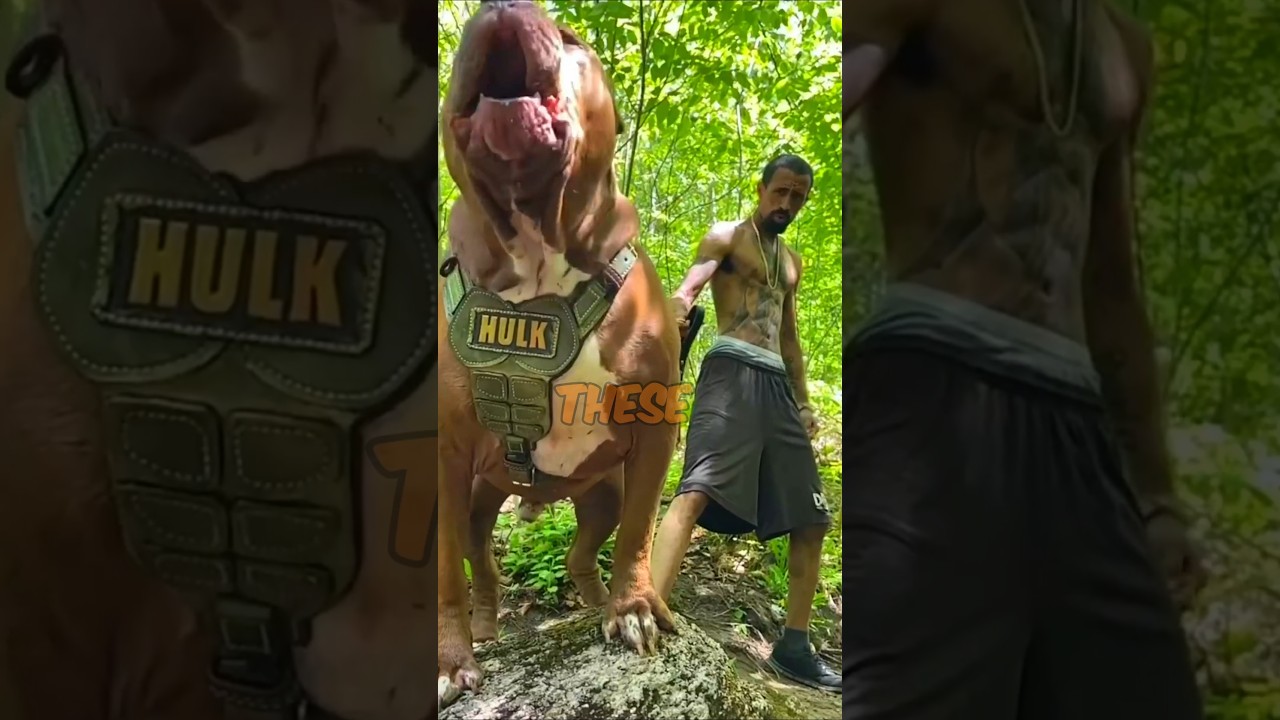 7 Dogs Perfect for Love ❤️