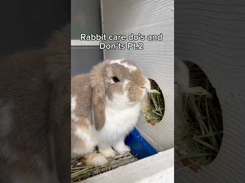 Doβs and Donβts of rabbit care Pt.2 #bunny #bunnycare #rabbitcare #rabbit #hollandlop #rabbit #cute