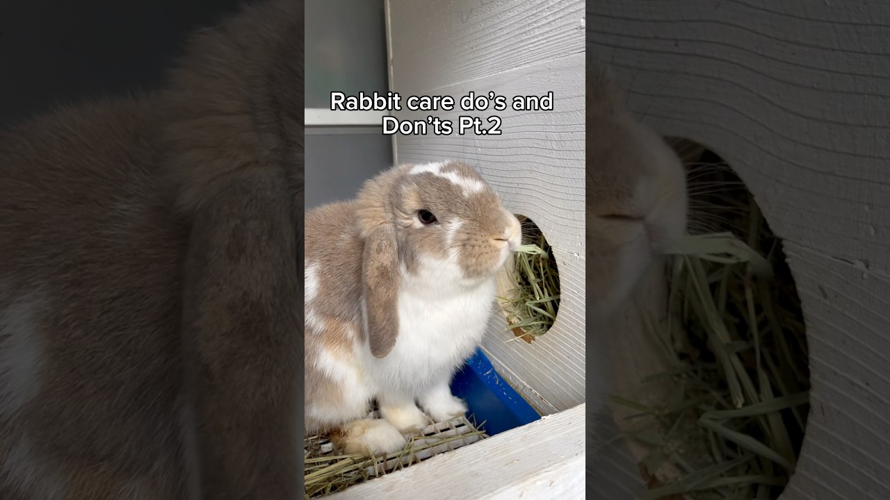 Essential Rabbit Care Tips: Do’s & Don’ts Part 2 🐇