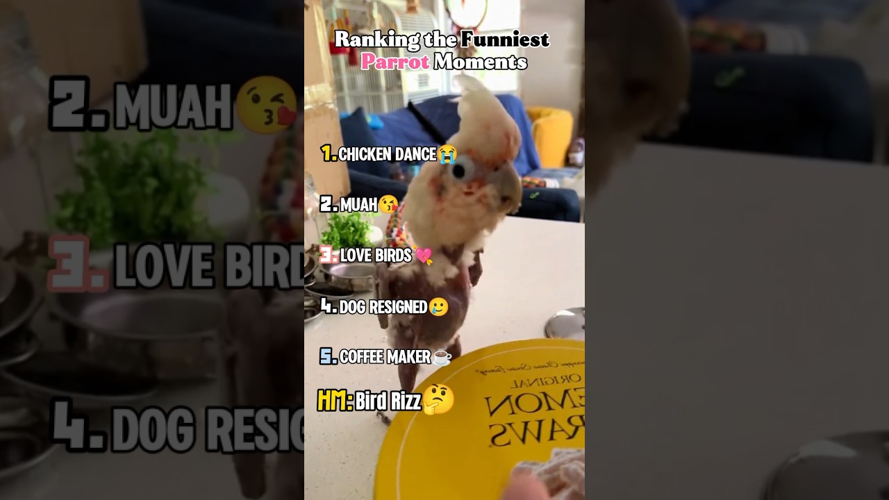 Top Hilarious Parrot Moments 🦜