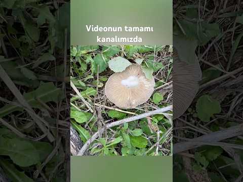 Gavcar mantarı toplama videomuzdan kısa bir bölüm videonun tamamını kanalımızdan izleyebilirsiniz