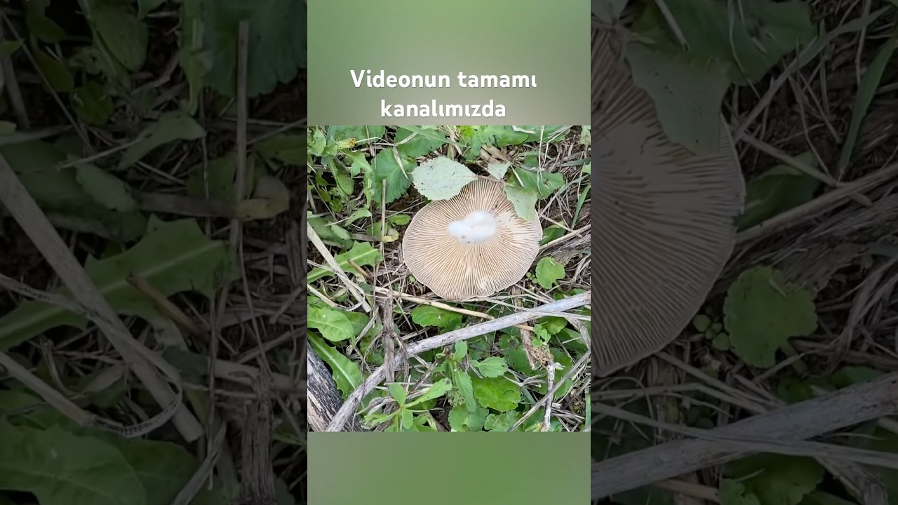 Gavcar Mantarı Toplama 🥾 | Mantar Avı ve Toplama Tüyoları