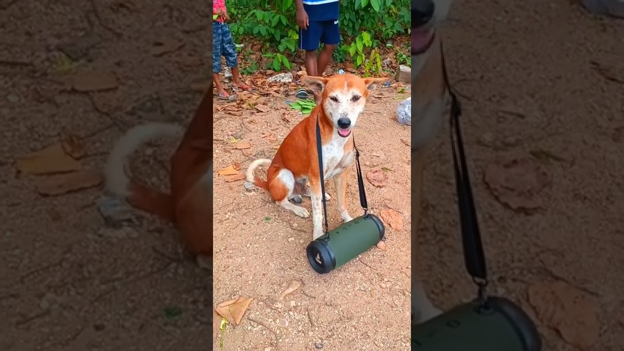 Nagpuri DJ Song 2022 🎶