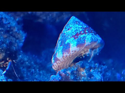 Nano Reef Water box 60.2 #waterbox #fish #aquarium #coral #reef #saltwateraquarium