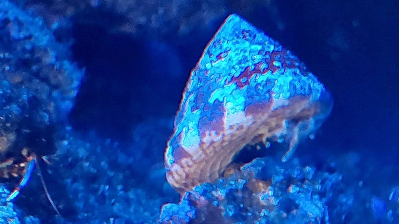 Nano Reef Water Box 60.2: Perfect Saltwater Aquarium Setup 🌊