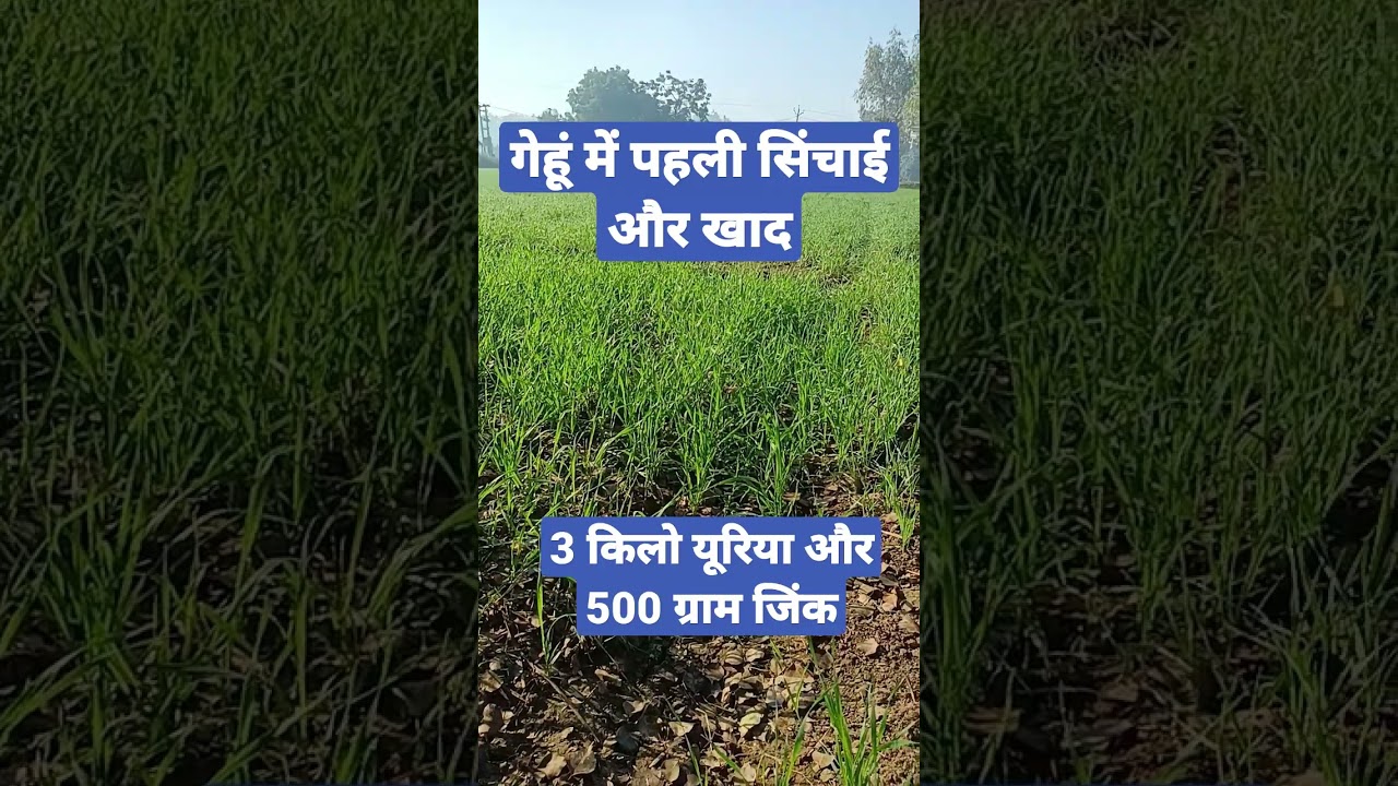 गेहूं की पहली सिंचाई और खाद स्प्रे 🌱