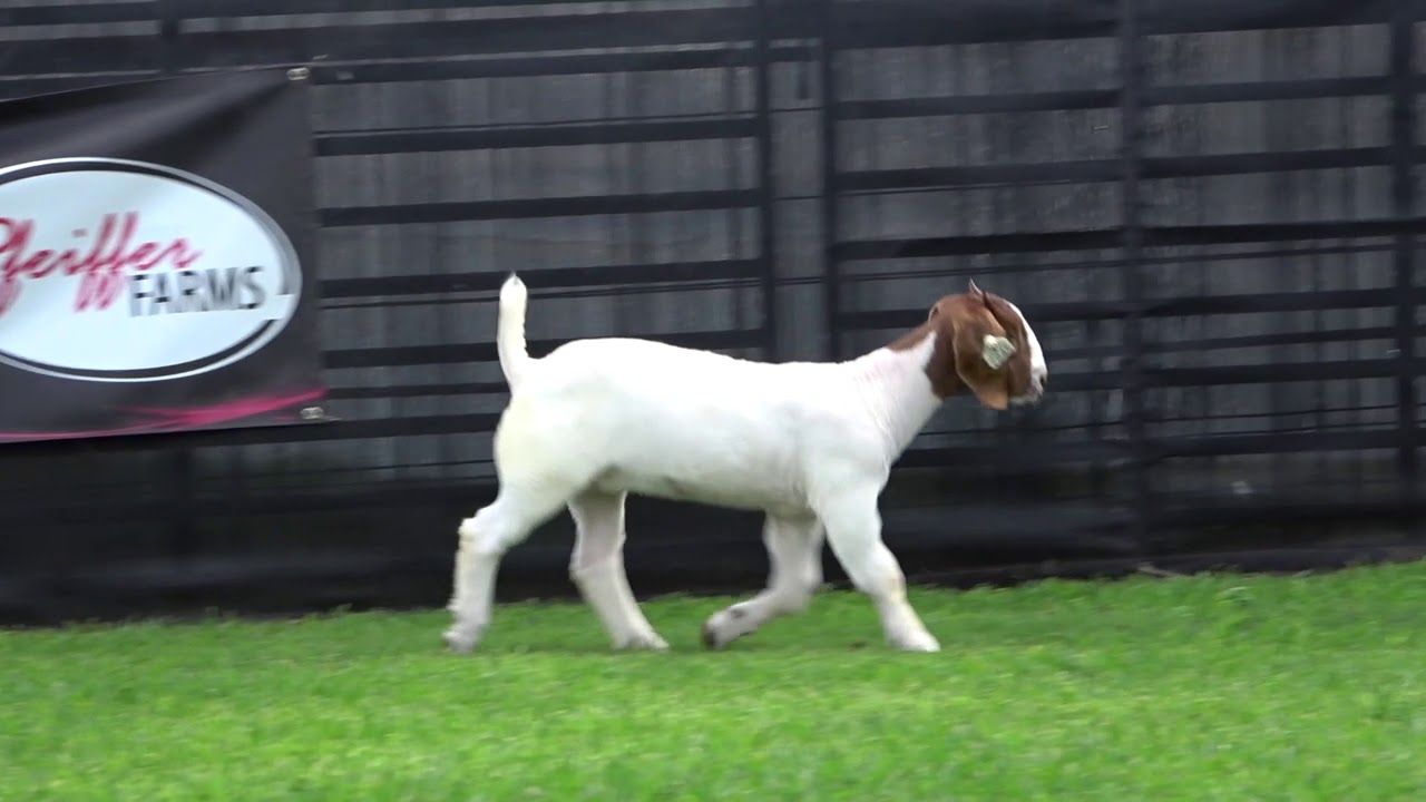 Lot 16 - 6-24-19 Overview