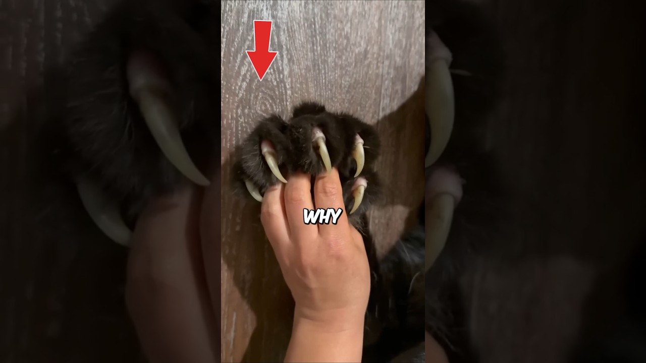 Cats' Secret Weapon Revealed 😼