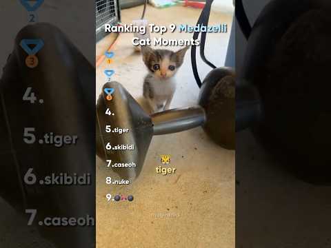 Ranking Top 9 Medazelli Funniest Cat Moments
