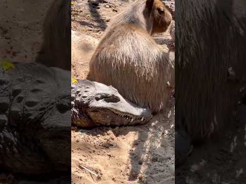 O segredo é fazer amizade depois do almoço #animais #bichos #curioso #capivara
