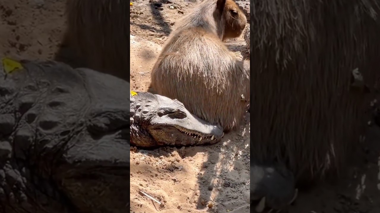 Descubra o Segredo de Fazer Novas Amizades Após o Almoço! 🐾