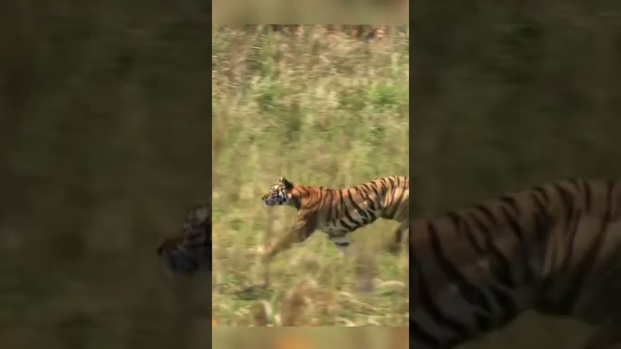 Tiger Hunts Deer 🐅