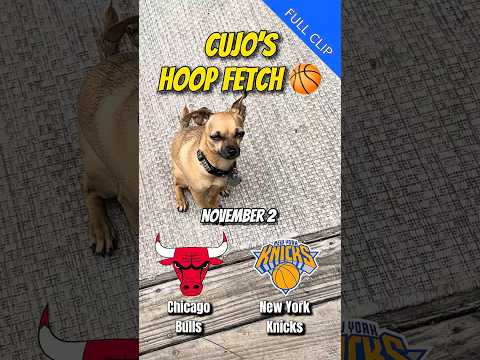 Cujo’s Hoop Fetch | Chicago Bulls vs New York Knicks 🐕 NBA Showdown at The Garden