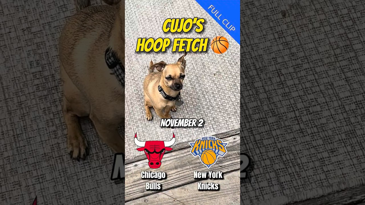Cujo’s Hoop Fetch: Bulls’ Perfect Start Faces Knicks at The Garden 🏀