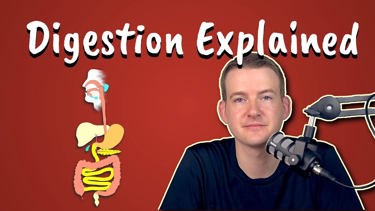 Understanding Digestion 🥗