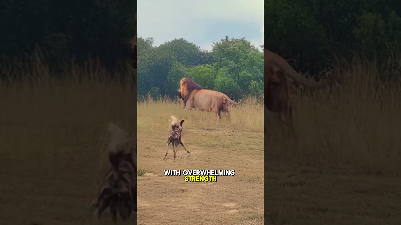 Lion Kills Wild Dog Instantly with Powerful Bite 🦁