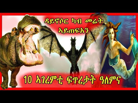 🛑10 ኣገረምቲ ፍጥረታት ዓለምና | tefetawi talk show | adu blina | neshnesh tv | dedebit media | dawit tv 🛑