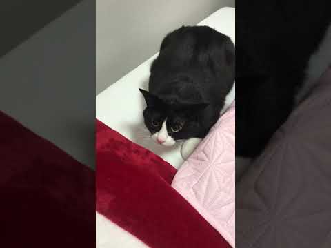 고양이 혼내기 방법 🐱