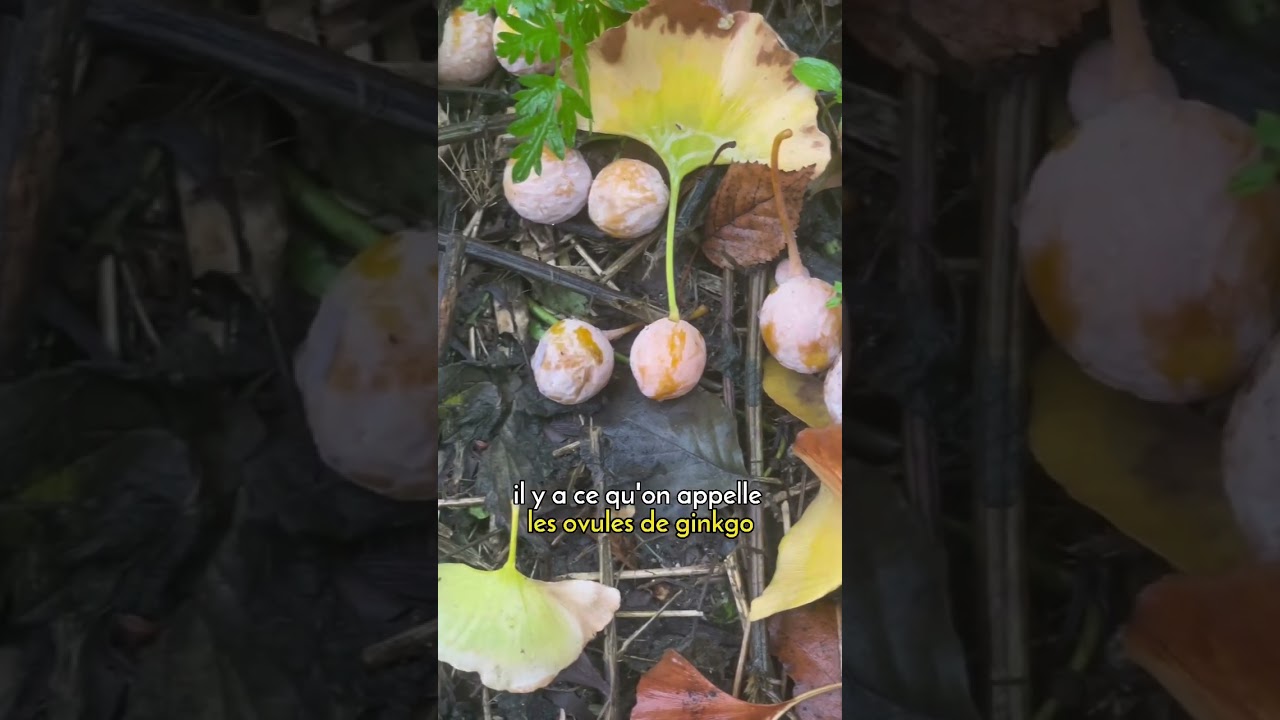 Saison du Ginkgo Biloba 🌿