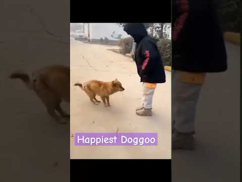 Happiest dog ever…. #shorts #dog #dogshorts