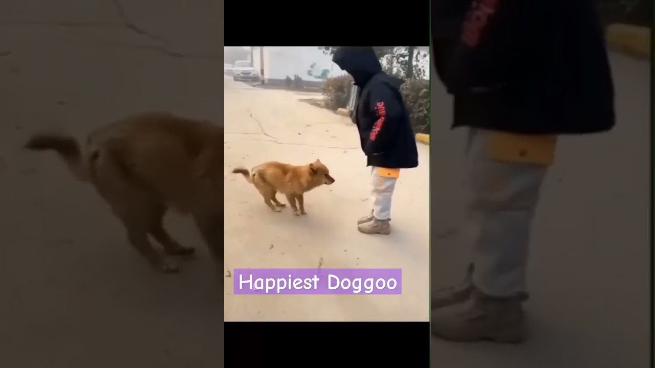 Meet the Happiest Dog Ever! 🐶 Funny & Cute Dog Dancing Compilation