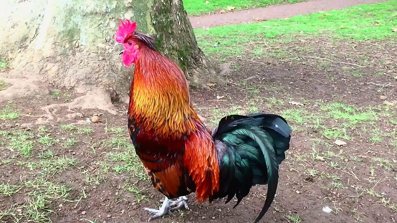 Rooster Crowing Compilation & Sounds (2016) 🐓