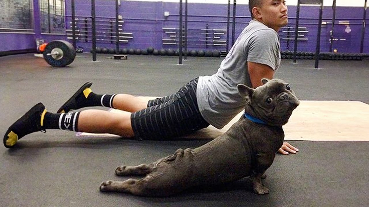 Hilarious French Bulldog Videos to Brighten Your Day 🐶