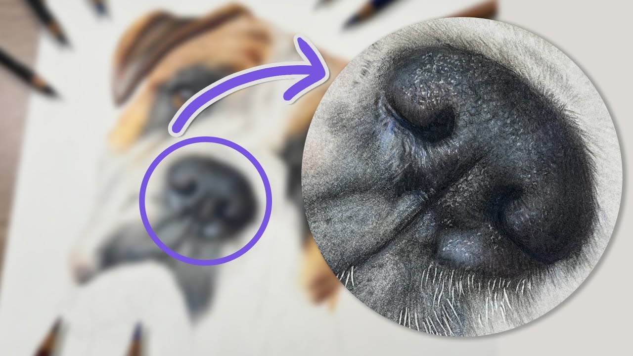 Dog Nose in Colored Pencil: Realistic Drawing Tutorial