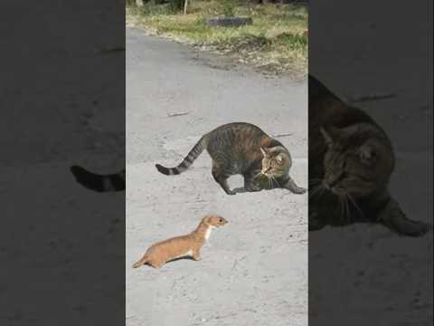Weasel Faced Cat and Quickly Regrets It #shortvideo