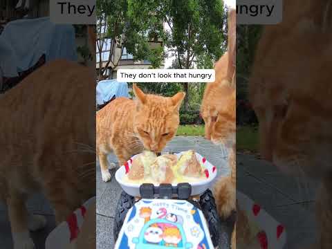 Feeding Stray Cats with a Hidden Camera #cats #cuteanimals #straycats #feeding #hiddencamera #funny