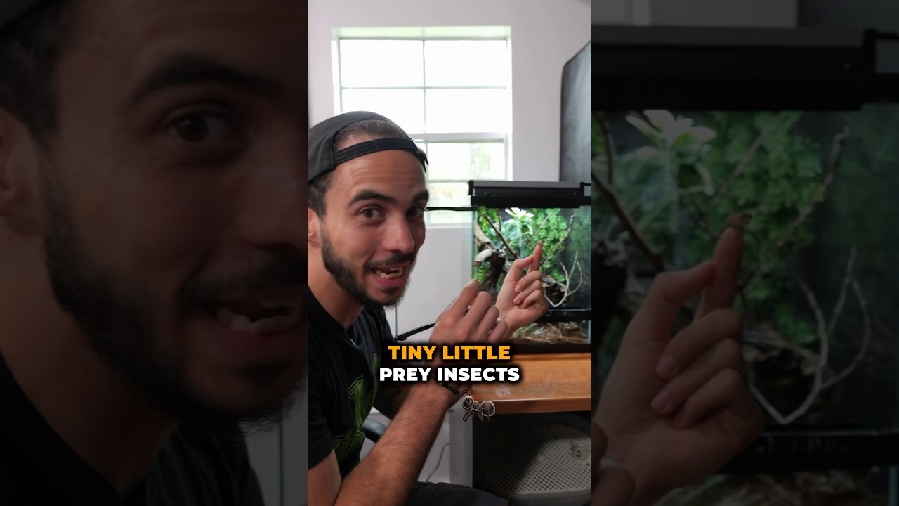 Raising Baby Chameleons: Tips & Tricks 🦎