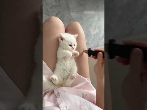 Cutest Kitten Moments