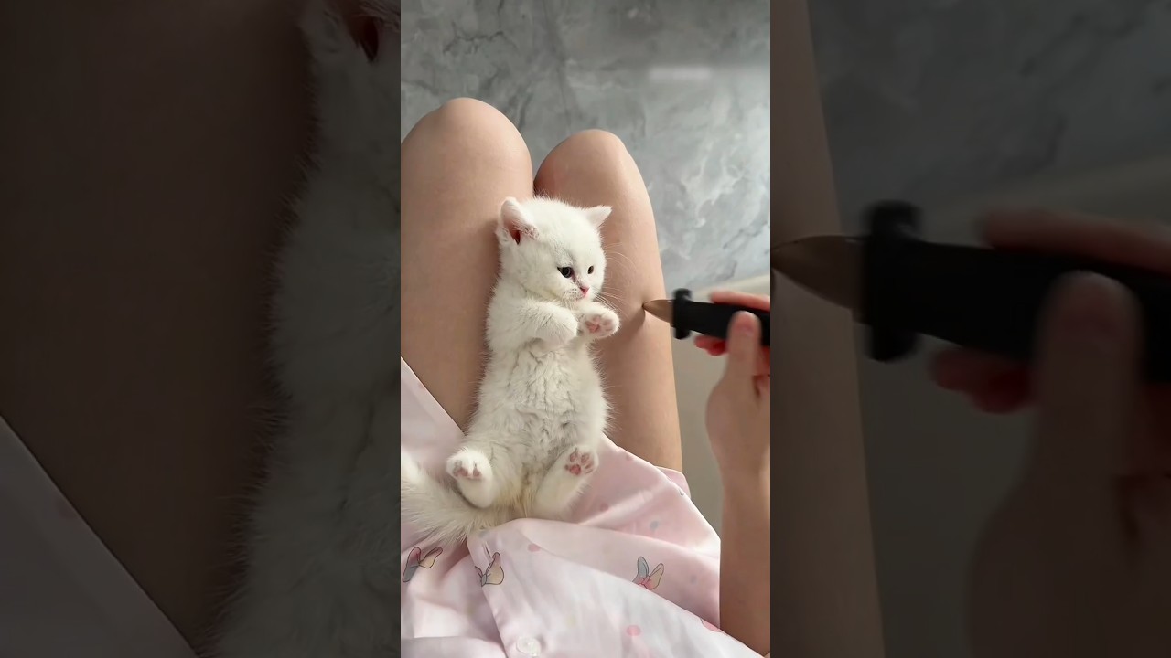 Adorable Kitten Moments That Will Melt Your Heart 🐾