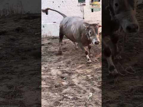 😂😂😂 #رمضان_يجمعنا #رمضان #رمضان_2024 #funny #رمضان_كريم #رمضان_مبارك #هروب_عجل #سبحان_الله #مصر