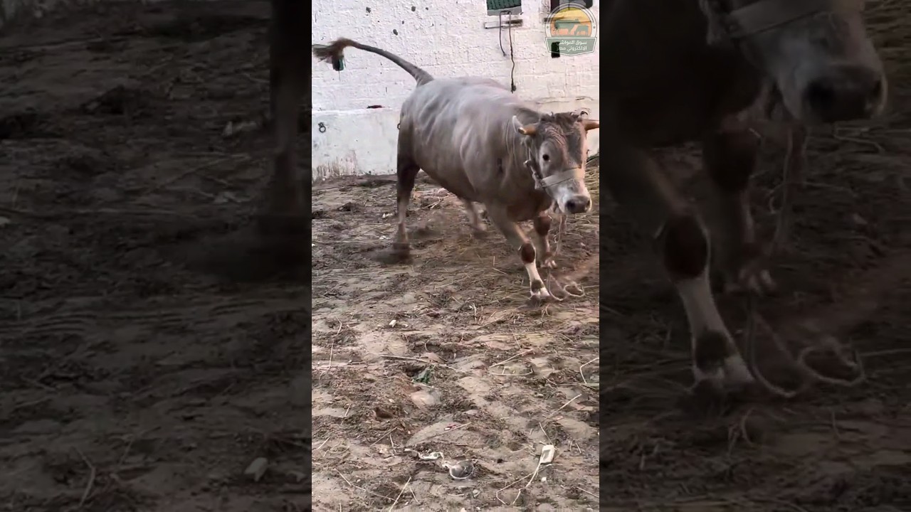 ضحكات رمضان 🕌 تجمعنا في مصر والإمارات