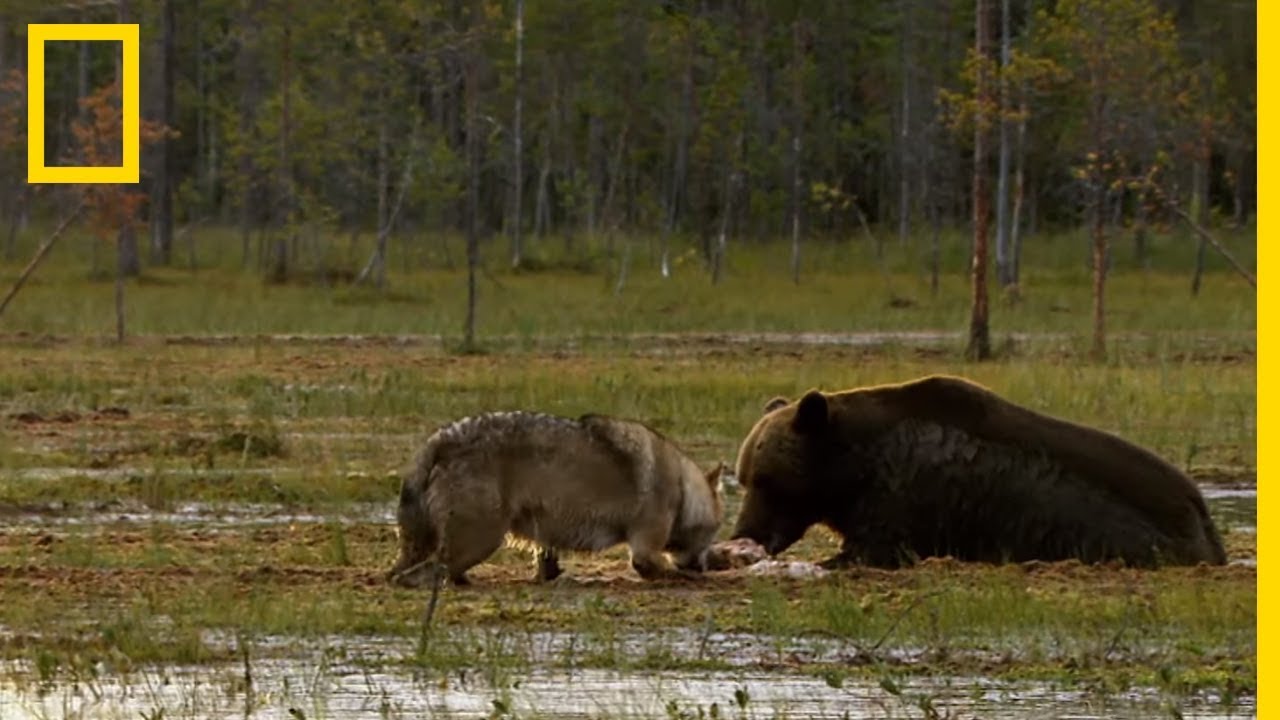 Loups attaquent une famille d’ours pour leur festin 🐺🦝