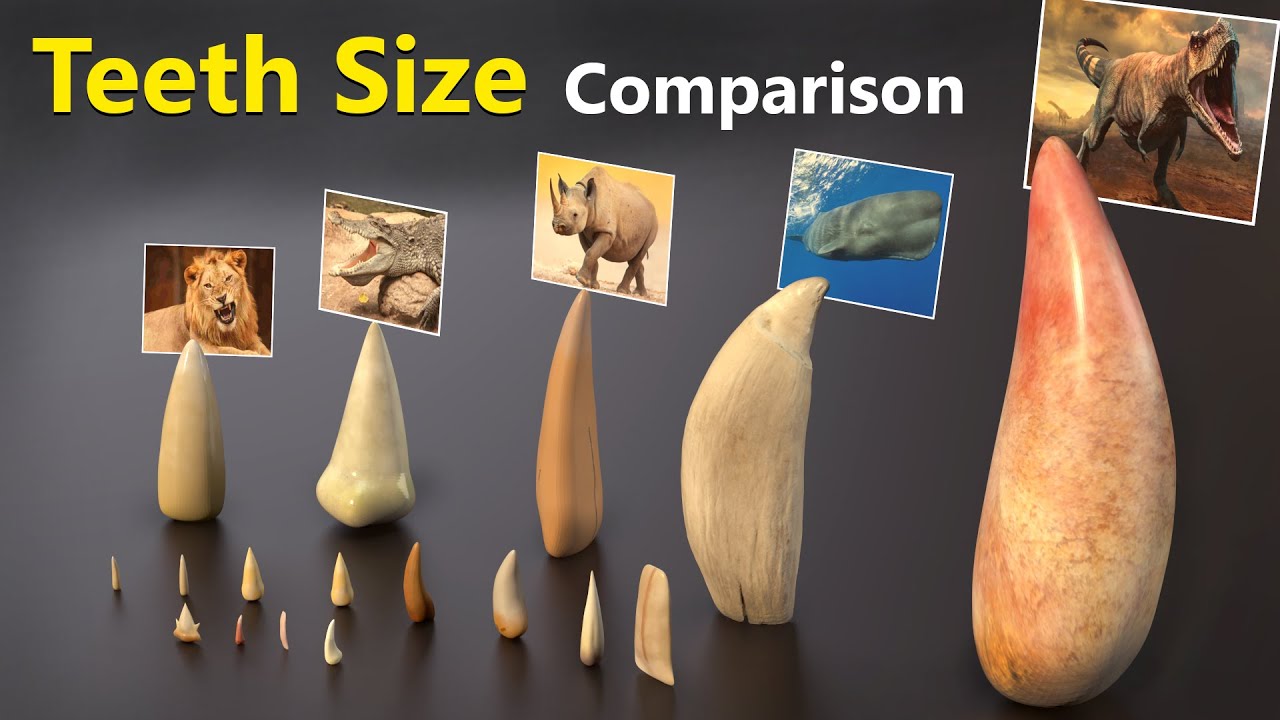 Teeth Size Comparison: Animals, Monsters & Fictional Characters 🦷