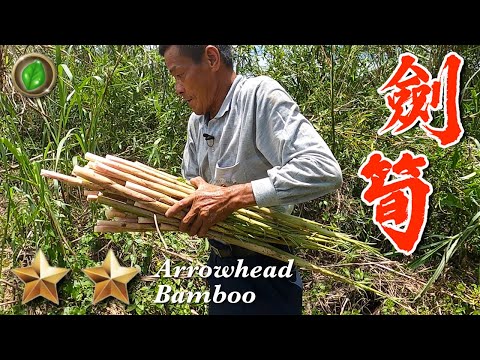 野味第6集 | 劍筍 | 箭筍豬肉捲 | arrowhead bamboo | 萍哥Pinger