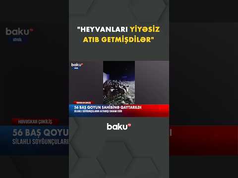 Göygöldə 56 baş qoyun oğurlandı | Soyğunçunun axtarışları davam edir